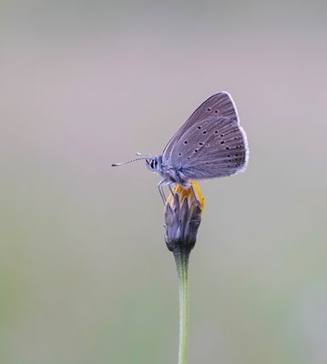 Rode Vuurvlinder f.eurydame / Purple-edged Copper f.eurydame