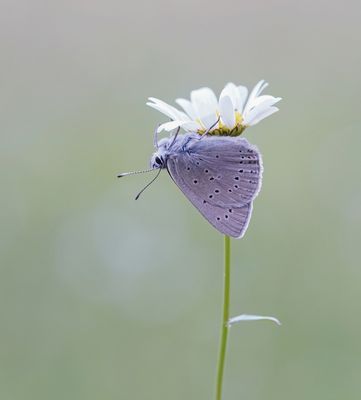 Rode Vuurvlinder f.eurydame / Purple-edged Copper f.eurydame