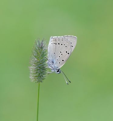 Rode Vuurvlinder f.eurydame / Purple-edged Copper f.eurydame