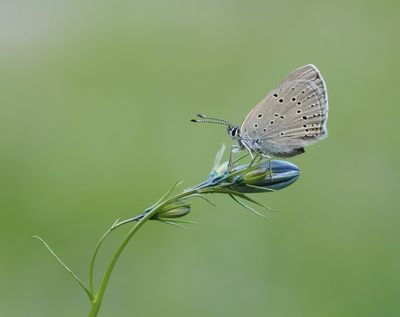 Rode Vuurvlinder f.eurydame / Purple-edged Copper f.eurydame