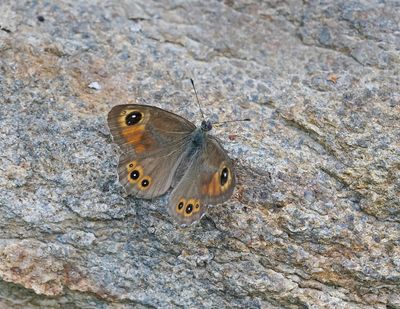 Rotsvlinder / Large Wall Brown