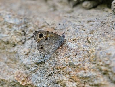 Rotsvlinder / Large Wall Brown