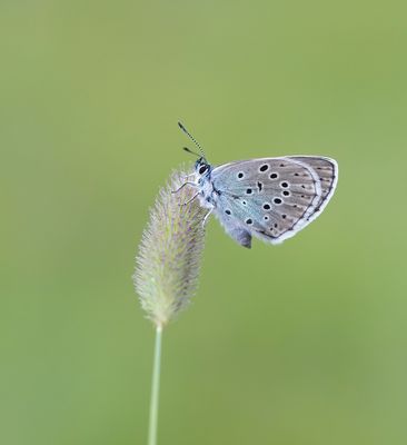 Tijmblauwtje / Large Blue