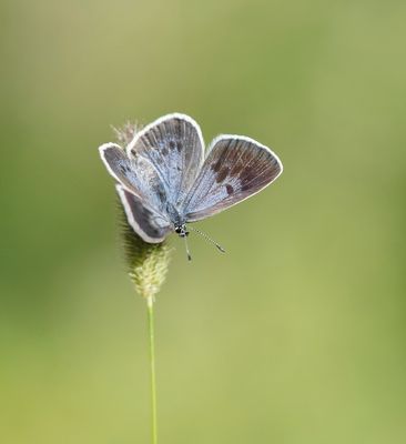 Tijmblauwtje / Large Blue