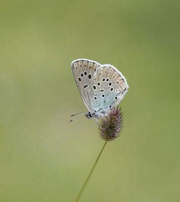 Tijmblauwtje / Large Blue
