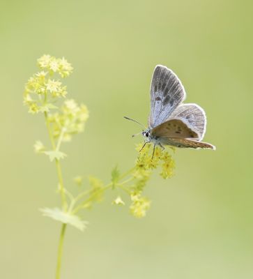 Tijmblauwtje / Large Blue