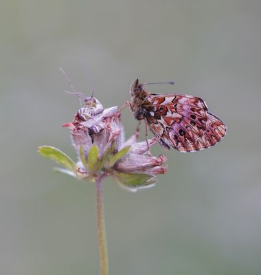 Titania's Parelmoervlinder / Titania's Fritillary