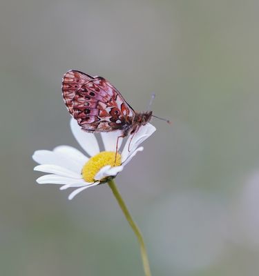 Titania's Parelmoervlinder / Titania's Fritillary