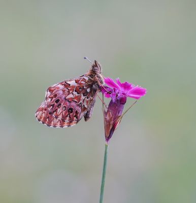 Titania's Parelmoervlinder / Titania's Fritillary