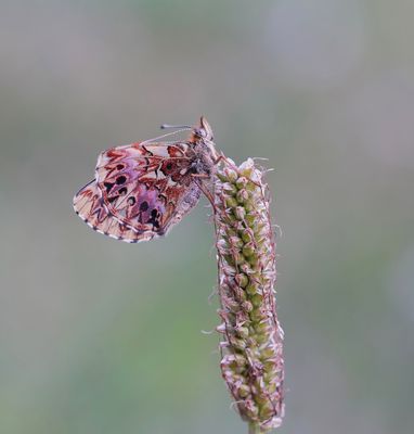 Titania's Parelmoervlinder / Titania's Fritillary