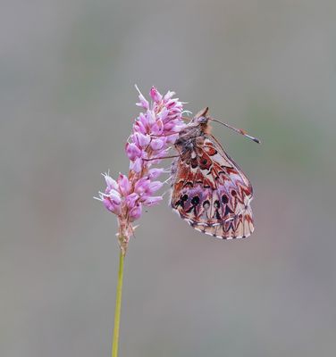 Titania's Parelmoervlinder / Titania's Fritillary