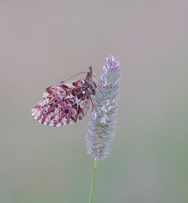Titania's Parelmoervlinder / Titania's Fritillary