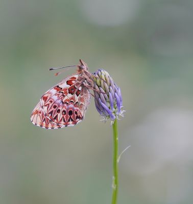 Titania's Parelmoervlinder / Titania's Fritillary