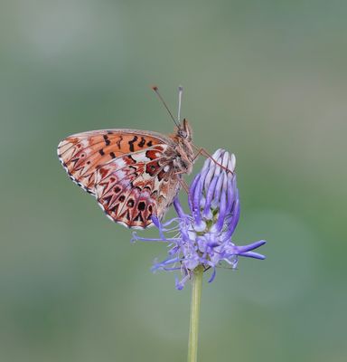 Titania's Parelmoervlinder / Titania's Fritillary