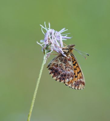 Titania's Parelmoervlinder / Titania's Fritillary