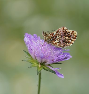 Titania's Parelmoervlinder / Titania's Fritillary