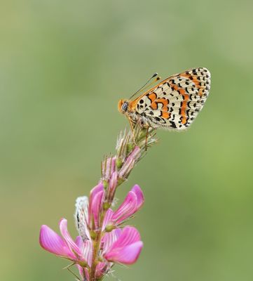 Tweekleurige Parelmoervlinder / Spotted Fritillary