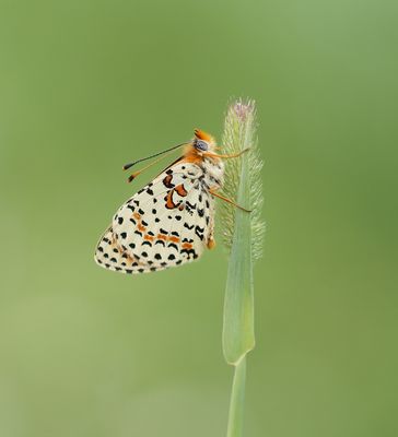 Tweekleurige Parelmoervlinder / Spotted Fritillary