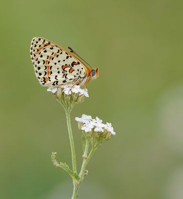 Tweekleurige Parelmoervlinder / Spotted Fritillary