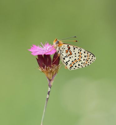 Tweekleurige Parelmoervlinder / Spotted Fritillary