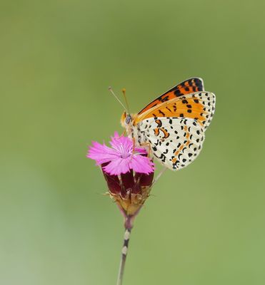Tweekleurige Parelmoervlinder / Spotted Fritillary