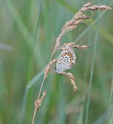 Vals Heideblauwtje / Idas Blue