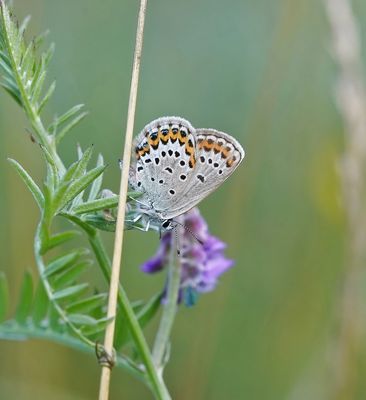 Vals Heideblauwtje / Idas Blue