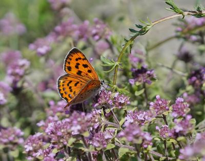 Violette Vuurvlinder / Purple-shot Copper