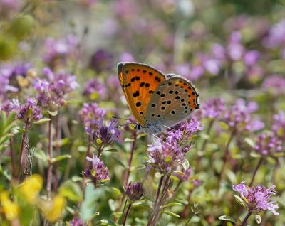 Violette Vuurvlinder / Purple-shot Copper