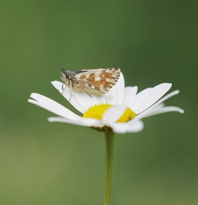 Westelijk Spikkeldikkopje / Carline Skipper
