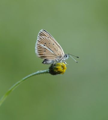 Witstreepblauwtje / Damon Blue
