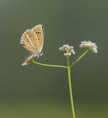 Witstreepblauwtje / Damon Blue