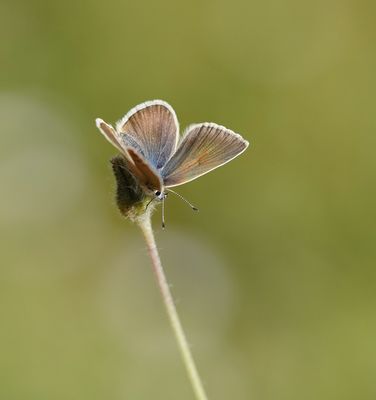 Witstreepblauwtje / Damon Blue