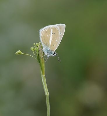 Witstreepblauwtje / Damon Blue