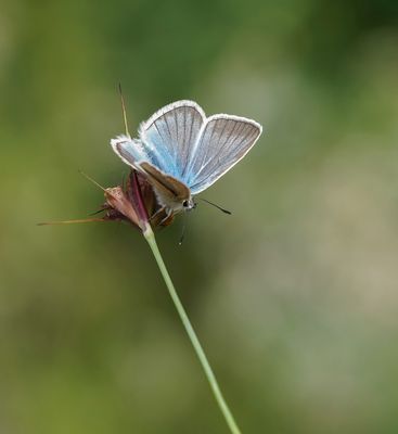 Witstreepblauwtje / Damon Blue