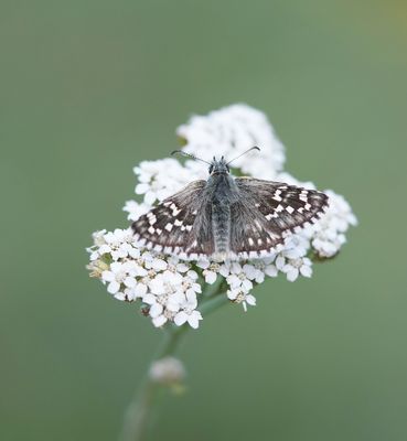 Witgezoomd Spikkeldikkopje / Safflower Skipper