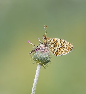 Woudparelmoervlinder / False Heath Fritillary