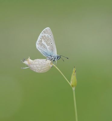Zilverbruin Blauwtje / Silvery Argus
