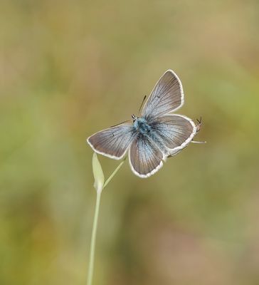 Zilverbruin Blauwtje / Silvery Argus