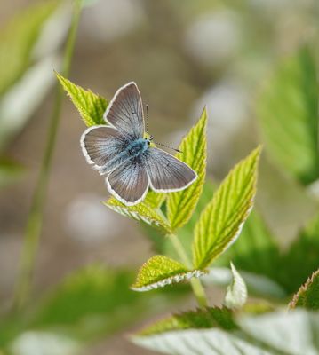 Zilverbruin Blauwtje / Silvery Argus