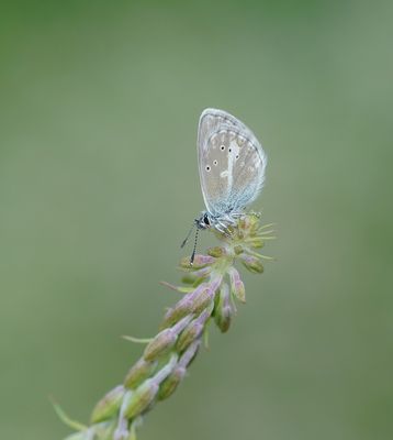 Zilverbruin Blauwtje / Silvery Argus