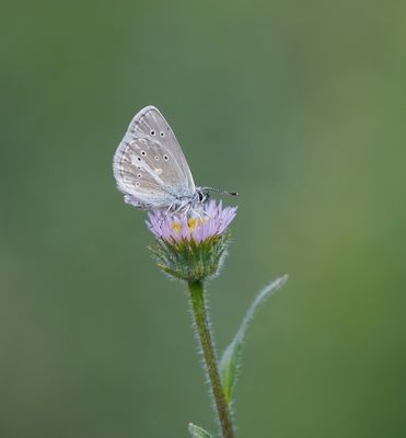Zilverbruin Blauwtje / Silvery Argus