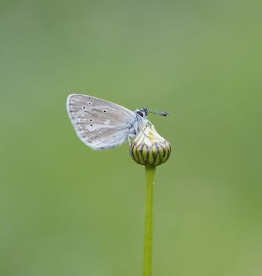 Zilverbruin Blauwtje / Silvery Argus