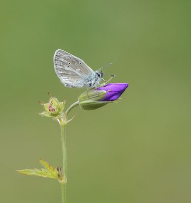 Zilverbruin Blauwtje / Silvery Argus