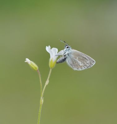 Zilverbruin Blauwtje / Silvery Argus