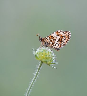 Zuidelijke Bosparelmoervlinder / Southern Heath Fritillary