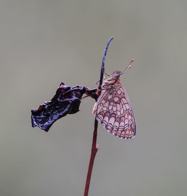 Zuidelijke Bosparelmoervlinder / Southern Heath Fritillary