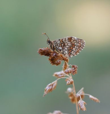 Zuidelijke Bosparelmoervlinder / Southern Heath Fritillary