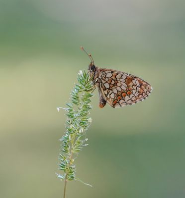Zuidelijke Bosparelmoervlinder / Southern Heath Fritillary