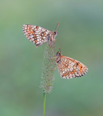Zuidelijke Bosparelmoervlinder / Southern Heath Fritillary
